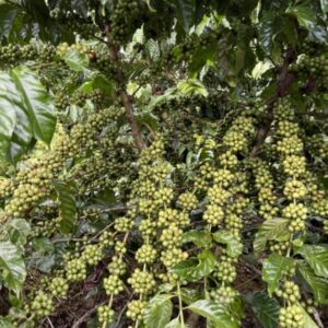 Không canh tác, gia đình tôi bán lỗ lô đất để về quê